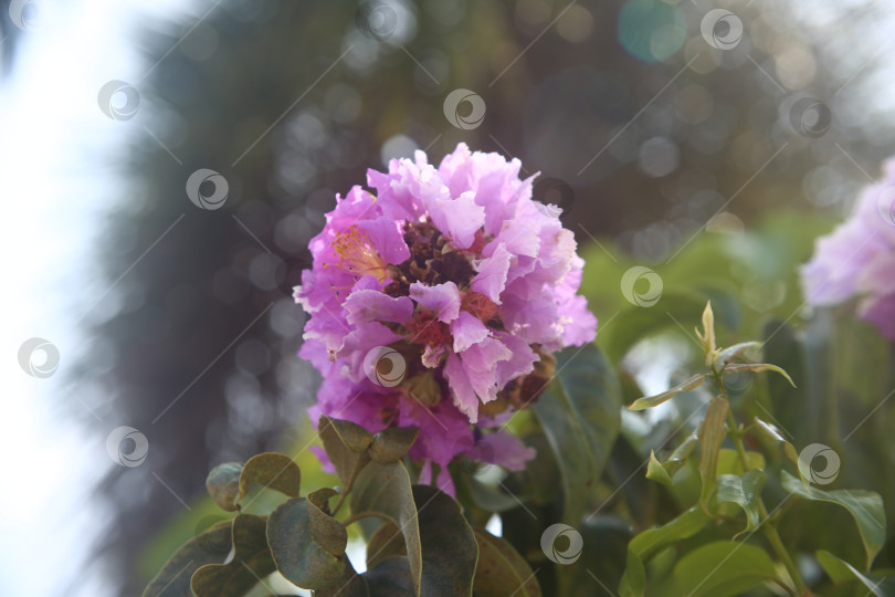 Скачать Цветок сиреневый красивый фотосток Ozero