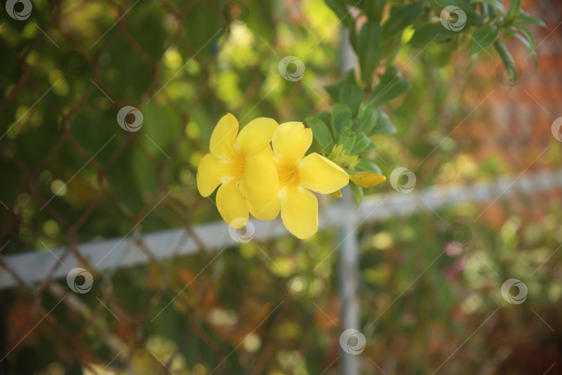 Скачать Цветок желтый с лепестками фотосток Ozero
