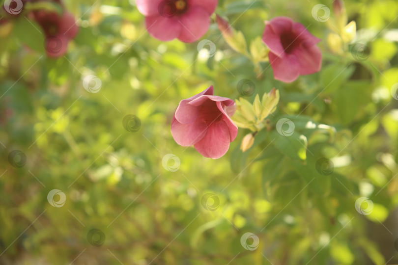 Скачать Розовый цветок красивый фотосток Ozero