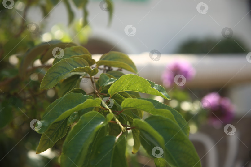 Скачать Кустарник экзотический с зелеными листьями фотосток Ozero