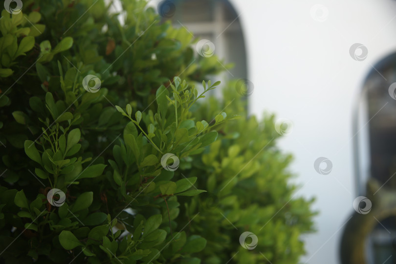 Скачать Экзотический кустарник на улице с листьями фотосток Ozero