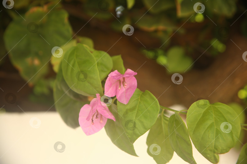 Скачать Цветок розовый бугенвиллея фотосток Ozero
