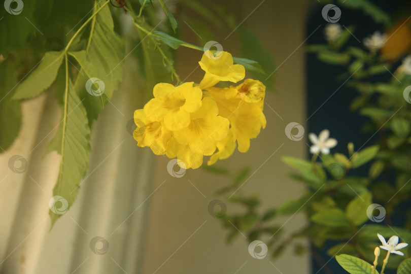 Скачать Цветок желтый с лепестками экзотический фотосток Ozero