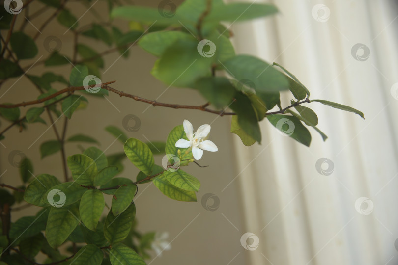 Скачать Белый цветок красивый фотосток Ozero