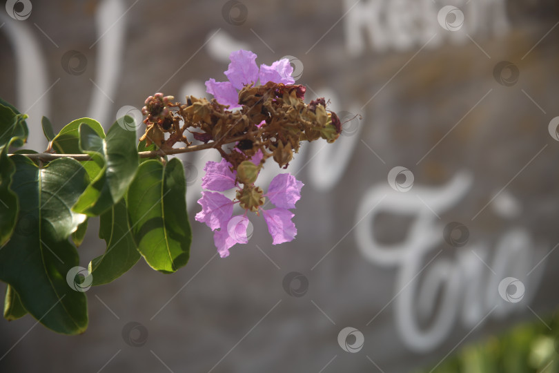 Скачать Цветок сиреневый красивый фотосток Ozero