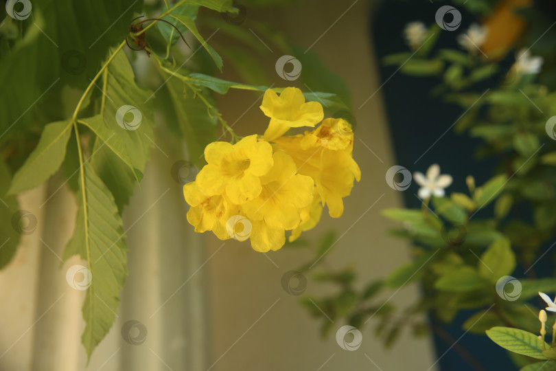 Скачать Желтые экзотические цветы фотосток Ozero