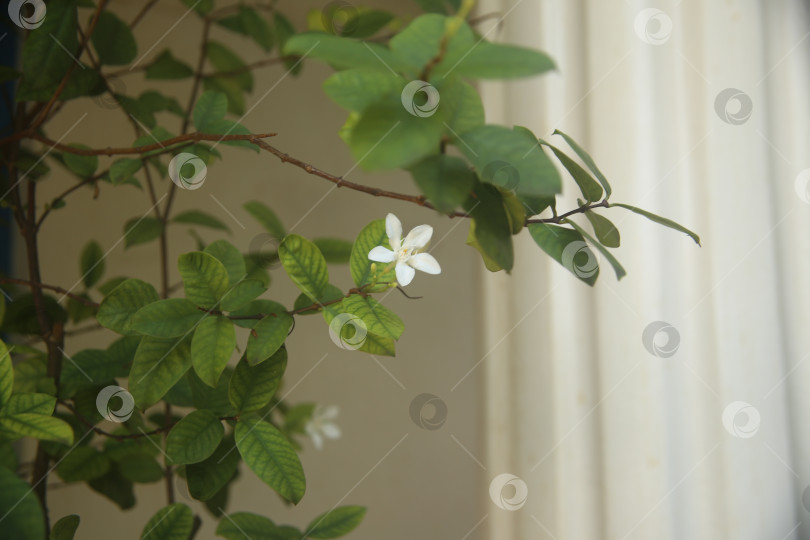 Скачать Белый цветок красивый фотосток Ozero