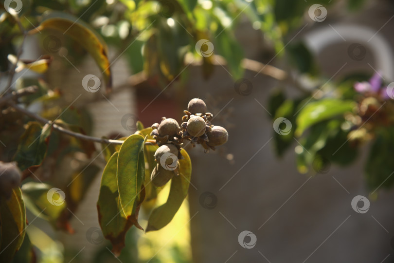 Скачать Ветка дерева с растением, плодами и листьями фотосток Ozero