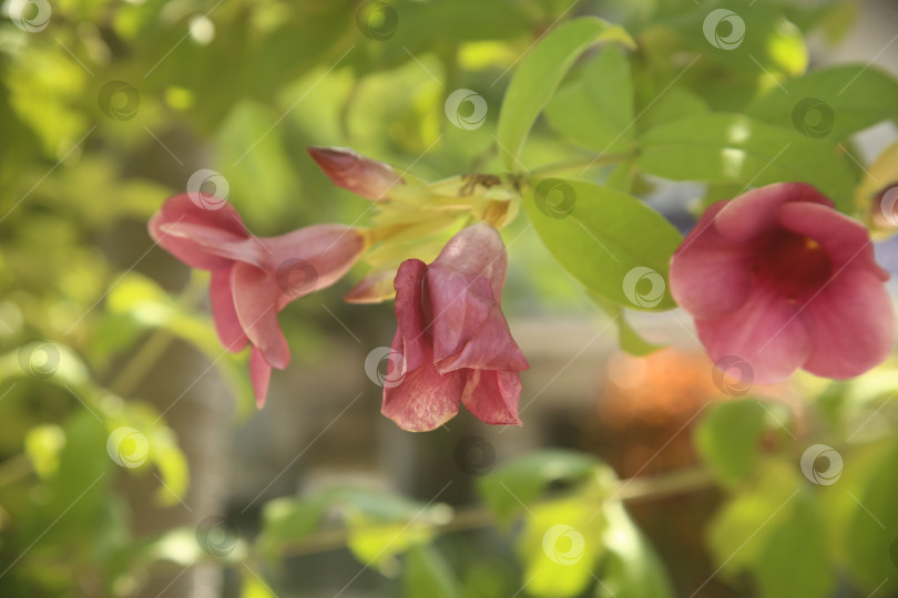 Скачать Цветок с лепестками экзотический фотосток Ozero