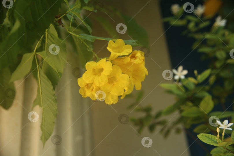 Скачать Цветок желтый с лепестками фотосток Ozero