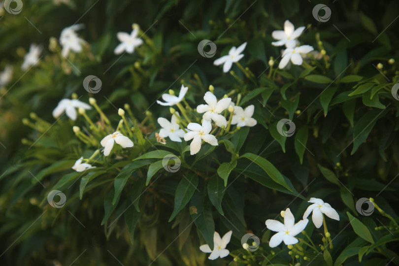 Скачать Белый цветок красивый фотосток Ozero