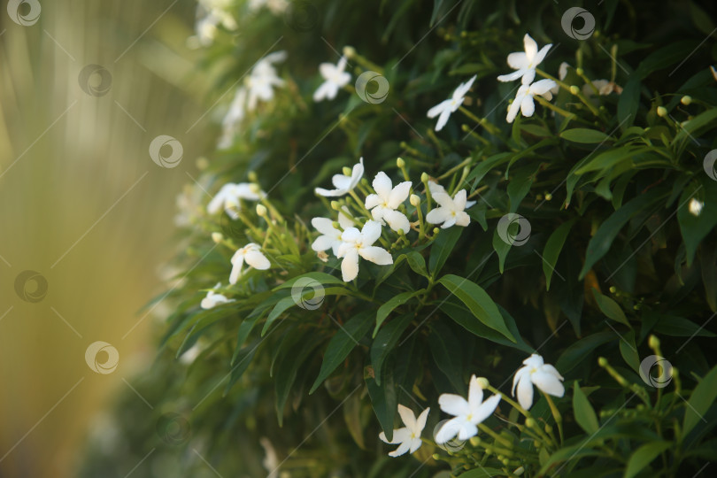 Скачать Белый цветок красивый фотосток Ozero