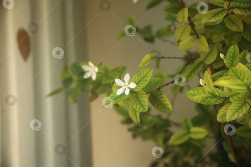 Скачать Белый цветок красивый фотосток Ozero