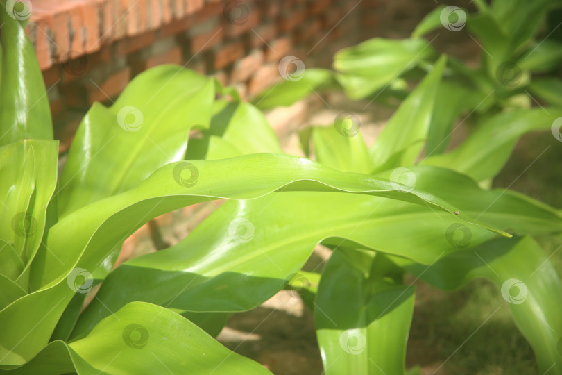 Скачать Экзотический кустарник зеленый фотосток Ozero