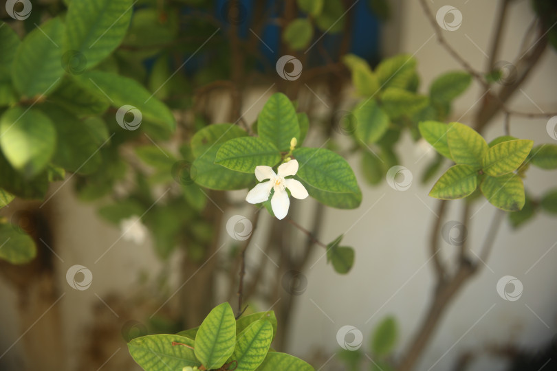 Скачать Белый цветок красивый фотосток Ozero