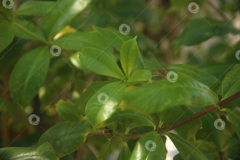 Скачать Экзотический кустарник зеленый фотосток Ozero
