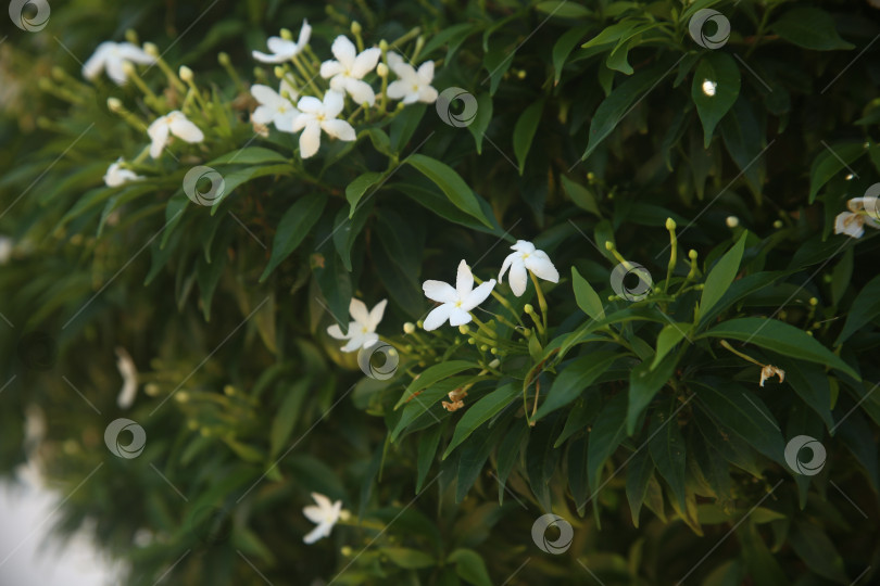 Скачать Белые цветы красивые фотосток Ozero