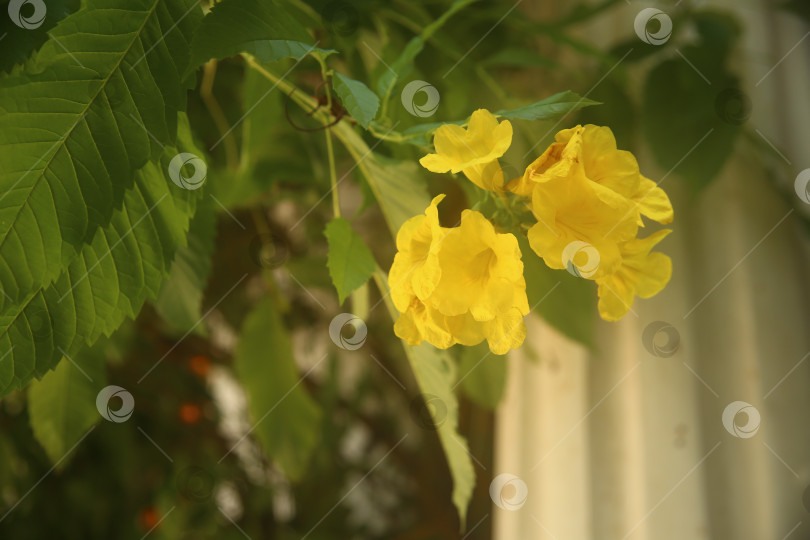 Скачать Цветок желтый с лепестками экзотический фотосток Ozero