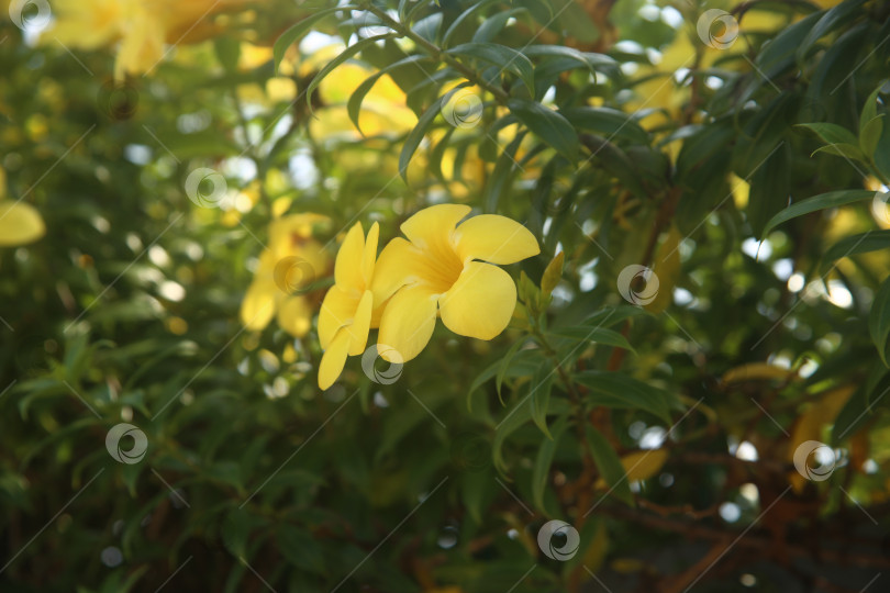 Скачать Цветок желтый с лепестками фотосток Ozero