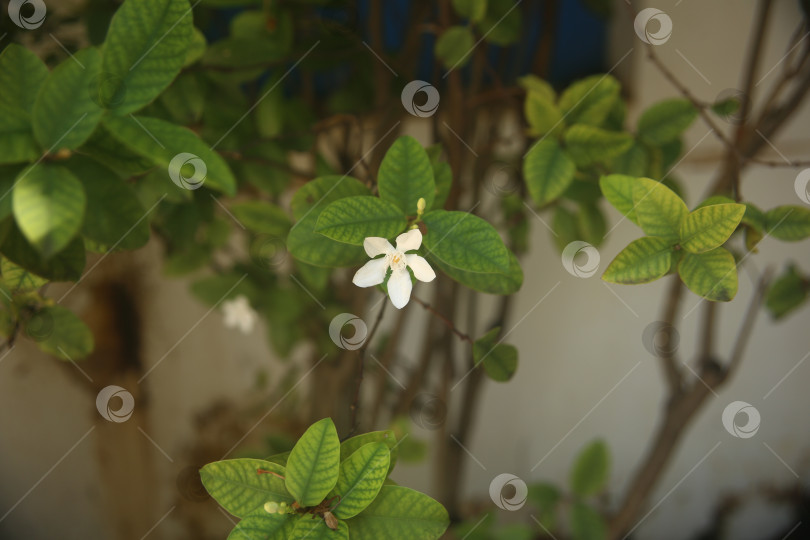 Скачать Белые цветы красивые фотосток Ozero