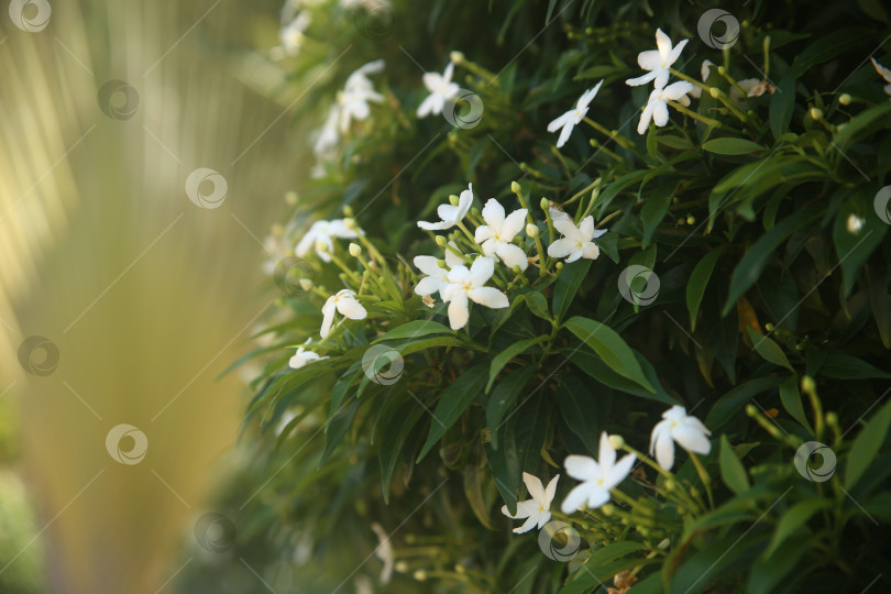 Скачать Белые цветы красивые крупным плано фотосток Ozero