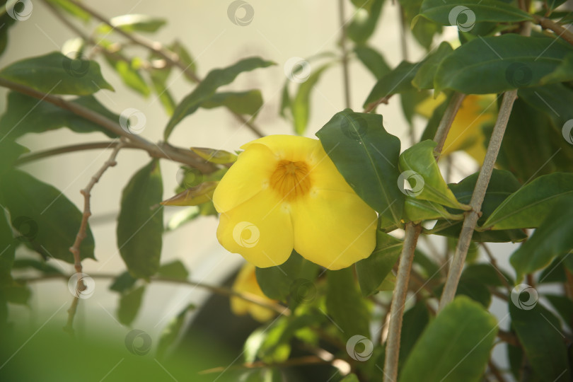 Скачать Цветок желтый красивый фотосток Ozero