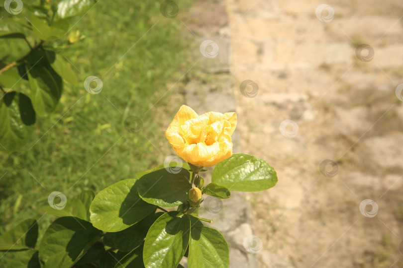 Скачать Цветок желтый с лепестками фотосток Ozero