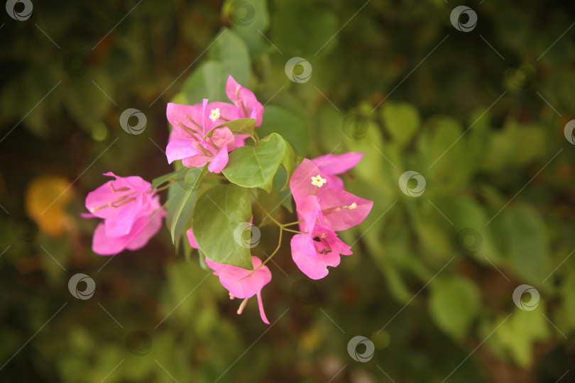 Скачать Цветок розовый бугенвиллея фотосток Ozero