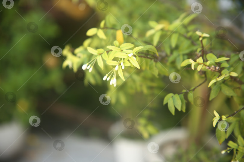 Скачать Белые цветы красивы и нежные фотосток Ozero