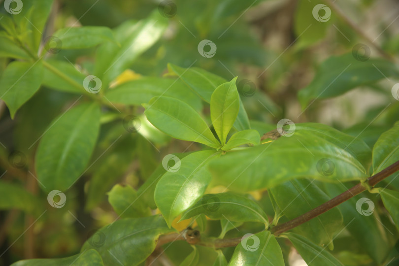 Скачать Ветка дерева с растением и листьями зелеными фотосток Ozero