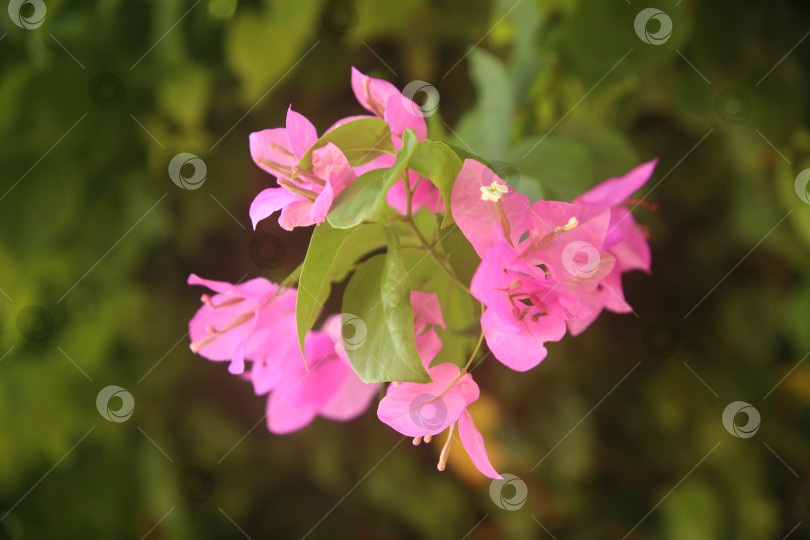Скачать Цветок розовый бугенвиллея фотосток Ozero