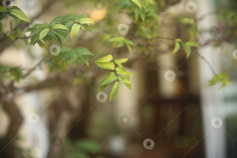 Скачать Ветка дерева с растением фотосток Ozero