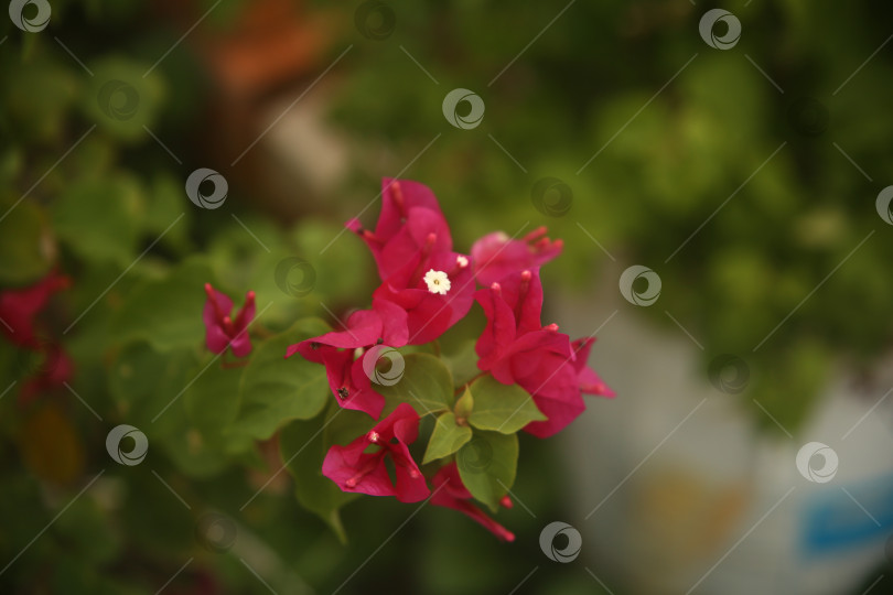Скачать Цветок розовый бугенвиллея фотосток Ozero