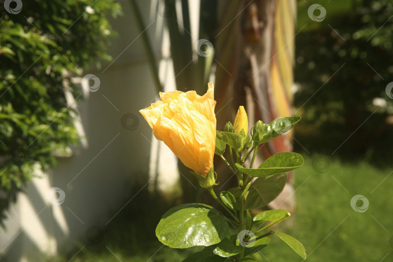 Скачать Цветок желтый экзотический фотосток Ozero