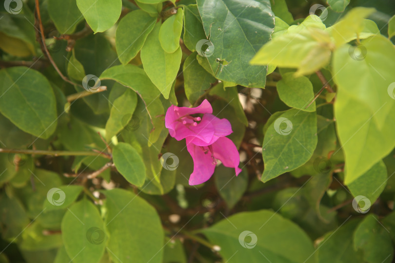 Скачать Цветок розовый бугенвиллея фотосток Ozero