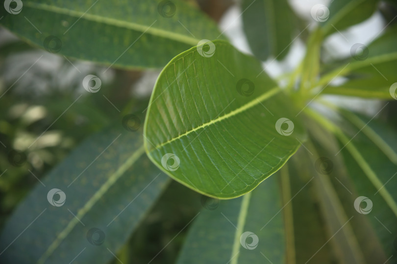 Скачать Экзотический кустарник на улице фотосток Ozero