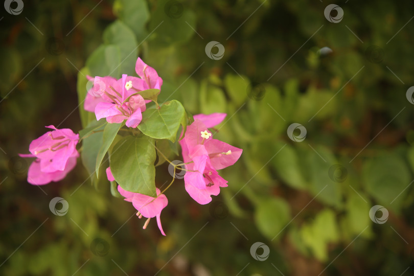 Скачать Цветок розовый бугенвиллея яркий фотосток Ozero