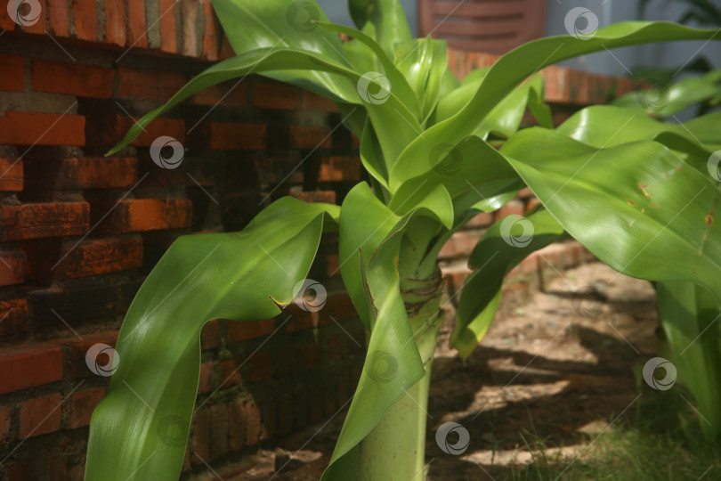 Скачать Экзотический кустарник зеленый фотосток Ozero