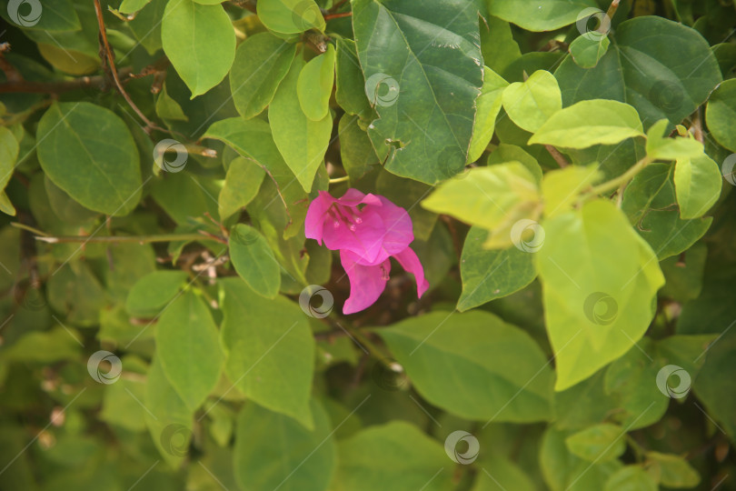 Скачать Цветок розовый бугенвиллея фотосток Ozero