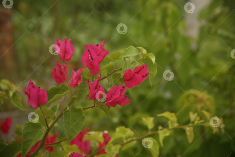 Скачать Цветок розовый бугенвиллея фотосток Ozero