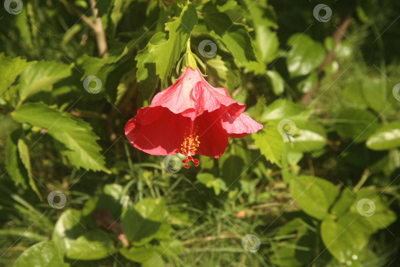 Скачать Нежный цветок на кустарнике фотосток Ozero