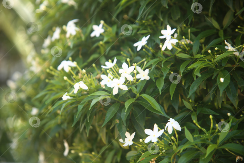 Скачать Белые цветы красивые крупным планом фотосток Ozero
