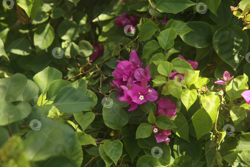 Скачать Цветок розовый бугенвиллея фотосток Ozero