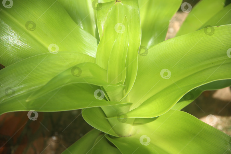 Скачать Экзотический кустарник зеленый фотосток Ozero