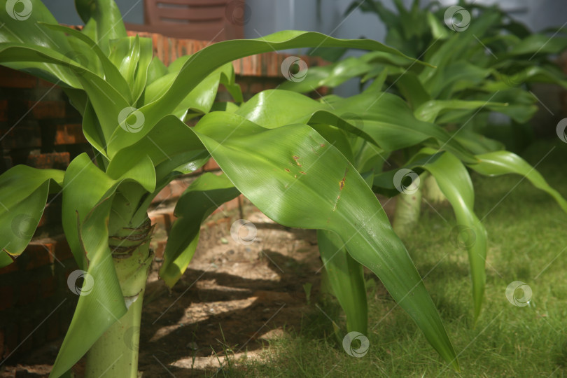 Скачать Экзотический кустарник зеленый фотосток Ozero