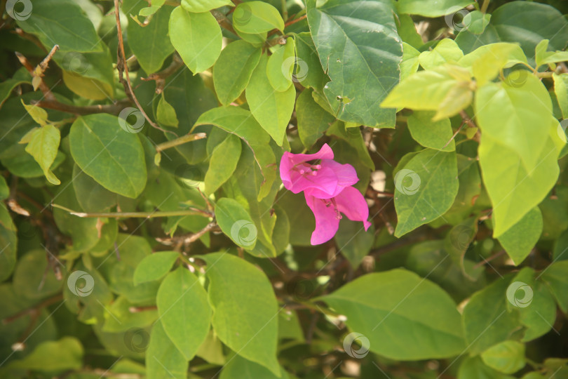 Скачать Цветок розовый яркий бугенвиллея фотосток Ozero