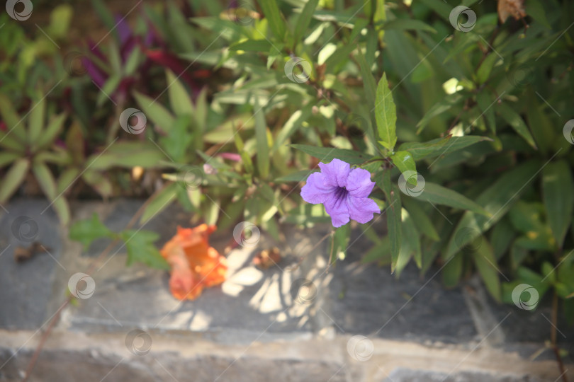 Скачать Цветок сиреневый красивый фотосток Ozero