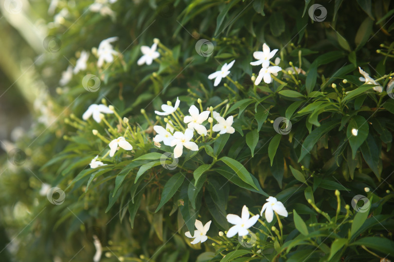 Скачать Белые цветы красивые крупным планом фотосток Ozero