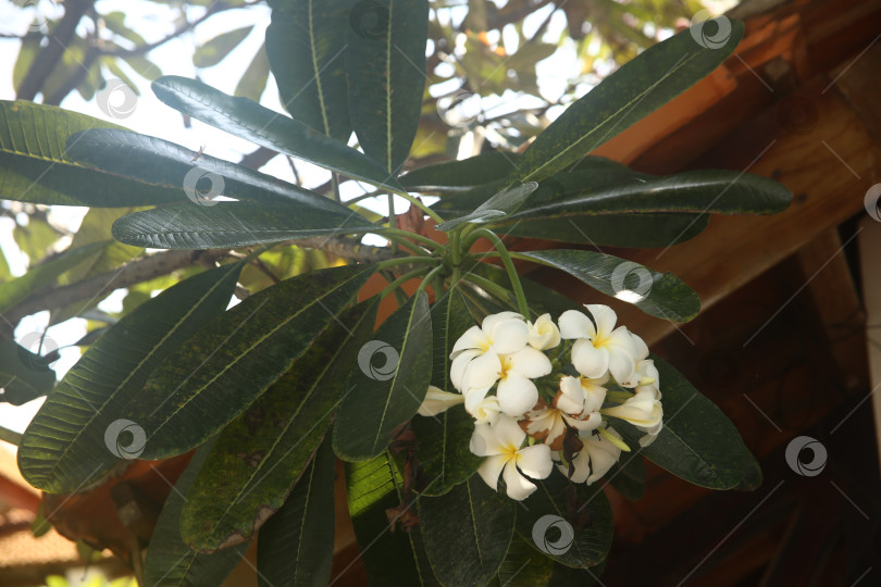 Скачать Белые цветы красивые тропические крупным планом фотосток Ozero