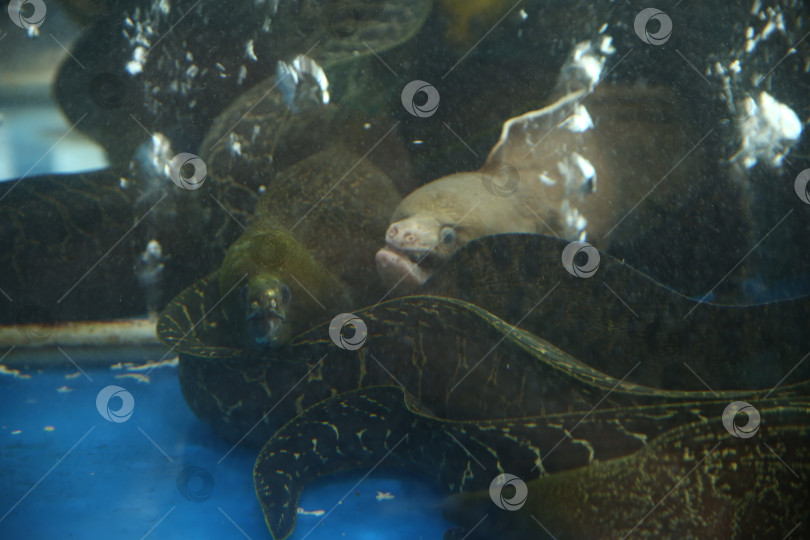 Скачать Рыба мурена в аквариуме с водой фотосток Ozero